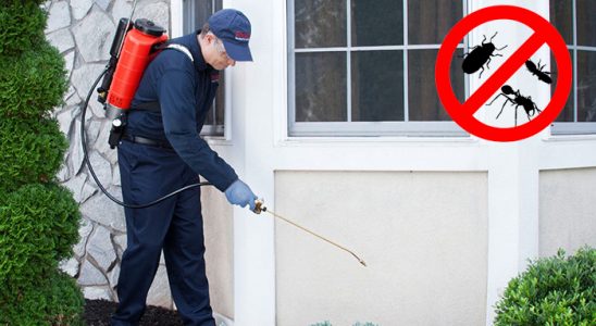 Kemeraltı Uçan Haşere İlaçlama böcek ilaçlama ve haşere kontrolü — ilaclama-tr.com